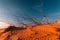 Stunning view of rippled sand dunes and lonely plant