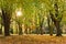 Stunning view of a starburst sun shining through autumn trees in woodland