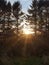 A stunning view of the sun in between some beautiful trees in the countryside of North Yorkshire.