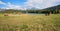 Stunning view to lake Geroldsee and karwendel mountains, green pasture with huts and blue gentian flowers, upper bavaria. alpine