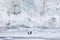 Stunning view of two Adelie penguins on an icy frozen terrain, near a majestic glacier