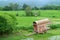 Stunning View of Vivid Green Immature Rice Plant Fields with an Old Bullock Cart, Northern Part of Thailand