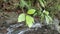 Stunning view of the waterfall flowing above the rocks behind the beautiful green leaves