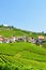 Stunning vineyards in the Lavaux wine region, Switzerland. The wine-growing area by Lake Geneva. Green vineyard on a slope. The