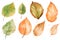 Stunning Watercolor Beech Leaves collection