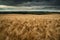 Stunning wheat field landscape under Summer stormy sunset sky