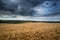 Stunning wheat field landscape under Summer stormy sunset sky