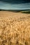 Stunning wheat field landscape under Summer stormy sunset sky