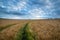 Stunning wheat field landscape under Summer stormy sunset sky