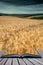 Stunning wheat field landscape under Summer stormy sunset sky co