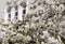 Stunning white cherry tree blossom, photographed in Notting Hill, west London UK.