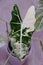 Stunning white and green marbled leaf of Alocasia Frydek variegated