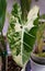 Stunning white and green marbled leaf of Alocasia Frydek variegated