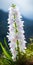Stunning White Orchid In Northern China\\\'s Forest - Uhd Image