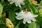 Stunning white passion flowers photograped in Brentford, West London UK on a hot day in June.