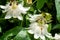 Stunning white passion flowers in the sun, photograped in Brentford, West London UK on a hot day in June.