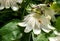 Stunning white passion flowers in the sun, photograped in Brentford, West London UK on a hot day in June.