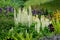 Stunning white and purple lupin flowers with green foliage, photographedin an English cottage garden in West Sussex UK.