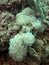 Stunning white soft coral