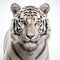 Stunning White Tiger Artwork With Explosive Pigmentation