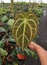 Stunning white vein and love-shaped leaf of Anthurium Crystallinum