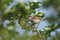 A stunning Whitethroat Sylvia communis perching on a flowering Hawthorn tree Crataegus monogyna in spring.