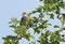 A stunning Whitethroat Sylvia communis perching on a flowering Hawthorn tree Crataegus monogyna in spring.