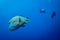 A stunning wide angle view of a Napoleon Wrasse on a coral reef in the Red Sea