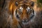 Stunning wild bengal tiger walking through the jungle at sunset. Amazing Wildlife. Generative Ai