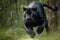 Stunning wild black jaguar running towards camera, panther. Amazing wild life. Generative Ai