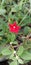 Stunning wild Cypress vine flowers in Purbalingga