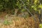 Stunning wild leopard hiding himself in Moremi Game Reserve