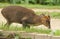 A stunning wild stag Muntjac Deer Muntiacus reevesi feeding along the side of the canal.