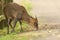 A stunning wild stag Muntjac Deer Muntiacus reevesi feeding at the side of the track.