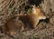 A stunning wild stag Muntjac Deer Muntiacus reevesi resting under a tree enjoying the winter sun.