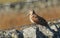 A stunning Woodcock, Scolopax rusticola, sitting on a stone wall. It is so well camouflaged that it can hardly be seen.