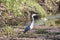 A stunning but worrying shot of a Grey Heron - Their habitat affected by the climate crisis