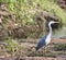 A stunning but worrying shot of a Grey Heron - Their habitat affected by the climate crisis