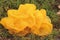 The Stunning Yellow Brain Fungus - Tremella Mesenterica