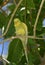 Stunning Yellow Common Parakeet Standing on a Branch