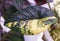 Stunning yellow and dark green marbled leaf of Alocasia Dragon Scale variegated