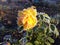 Stunning yellow English rose in cold and frosty autumn garden