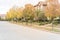 Stunning yellow fall foliage color at new residential neighborhood in suburban Dallas, Texas