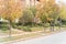 Stunning yellow fall foliage color at new residential neighborhood in suburban Dallas, Texas