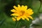 Stunning Yellow False Sunflower Blooming in a Garden