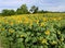 Stunning yellow fields of sunflowers under hot August sunshine