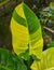The stunning yellow and green leaf of the variegated Philodendron Moonlight, a rare tropical plant