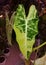 Stunning yellow and green marbled leaf of Alocasia Frydek variegated