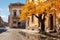 Stunning yellow mimosa tree stands out in historic rome, italy