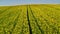 Stunning yellow rape fields from above in Poland